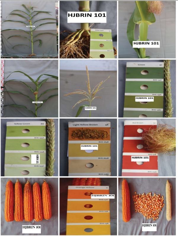 Jagung Hibrida Varietas Hjbrin 101